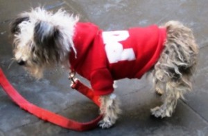 Lola’s demise? (Dog apparel part II)