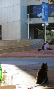 How to be a cultured inner city cool cat (Main Coone)