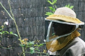 Bee Advice 300×197.jpg Bee Advice 300x197.jpg
