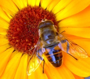 Bee By Eurapart.jpg Bee By Eurapart.jpg