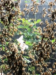 Bees 252C Flower 225×300.jpg Bees 252C Flower 225x300.jpg