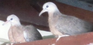 Christmas doves