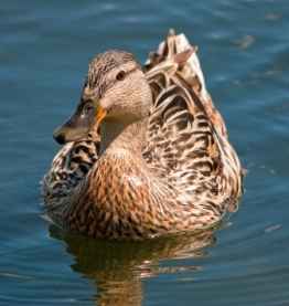 How ducks may hold the key to good health