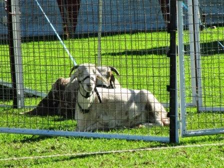 Gyspsy Circus Goats.jpg