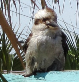 Kookaburra2.jpg Kookaburra2.jpg