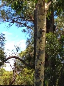 Tree Hiding 225x300.jpg