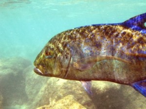 Trevally By Vic Deleon 300×225.jpg Trevally By Vic Deleon 300x225.jpg